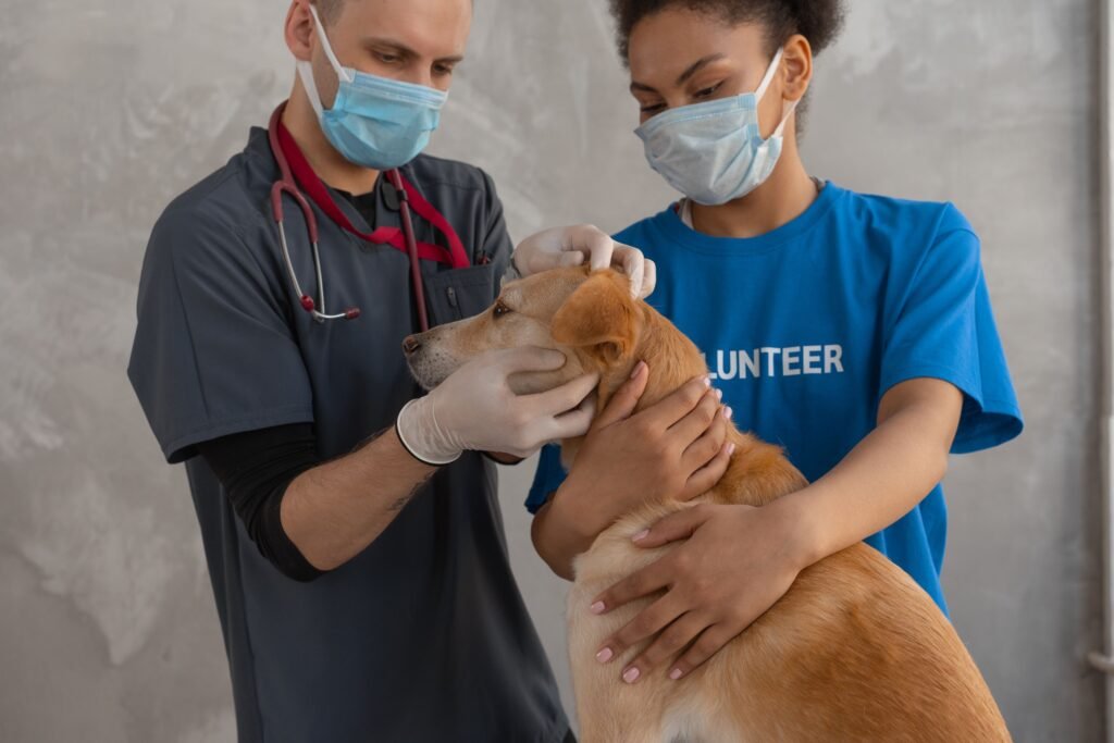 Veterinarian examining a pet as part of veterinary clinic marketing services